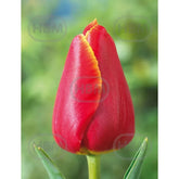 Hectarul - Bulbi de lalea Laura Fygi, 5 bulbi